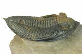 Flying Zlichovaspis Trilobite - Atchana, Morocco #323411-1
